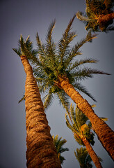 date palm grows against blue sky