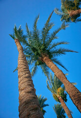 date palm grows against blue sky