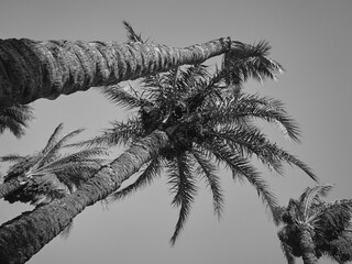date palm grows against blue sky