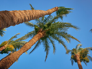 date palm grows against blue sky