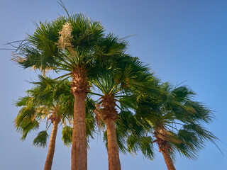 date palm grows against blue sky