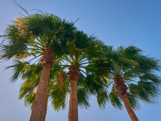 date palm grows against blue sky