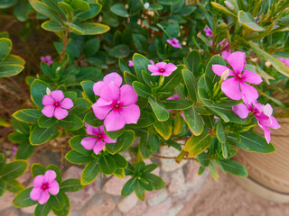 pink desert flowers grow in egypt on a flowerbed