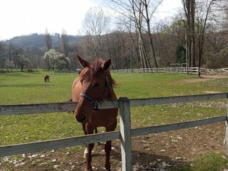 Horse by the fence on the ranch 4