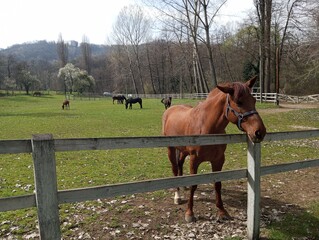 Horse by the fence on the ranch 3