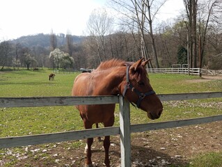 Horse by the fence on the ranch