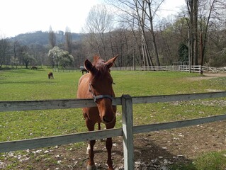 Horse by the fence on the ranch 1