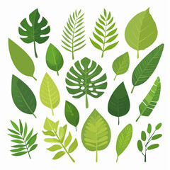 Fototapeta premium A vibrant vector set of assorted green leaves in various shapes and botanical styles. Perfect for eco designs, nature prints, and craft projects.