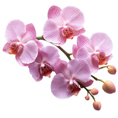 Obraz premium Delicate orchid flower isolated on a transparent background, showcasing its elegant petals and vibrant colors. 