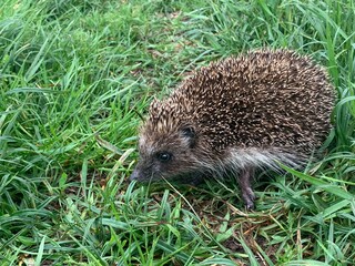 hedgehog in the grass