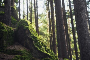 Sunlight Through Moss in a Quiet Forest. The Whisper of Nature.