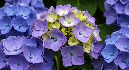 Blooming Hydrangea Flowers in Shades of Purple and Blue
