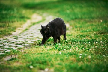 cat walking outdoors in grassy backyard close-up