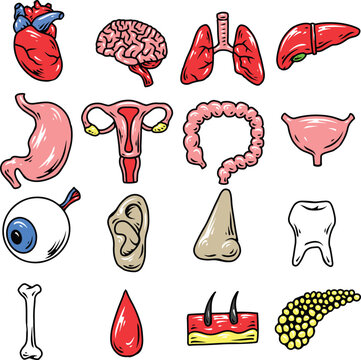 human organ illustration set