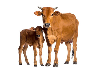Indian street cow and calf standing calmly, Transparent PNG