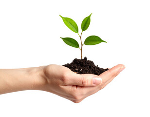 Open hand holding a plant seedling, sustainability  isolated on PNG