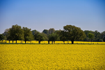 spring landscape with blooming rapeseed