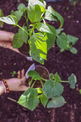 Green Leaf Close-up of Garden Seedling