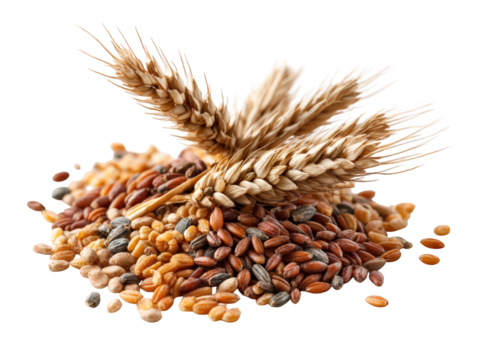 Mixed grains with wheat stalks create vibrant display of natural textures and colors, showcasing beauty of agricultural produce. This captures essence of wholesome grains