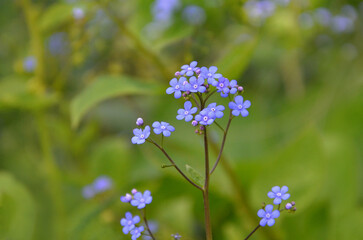 Forget Me Not spring blooming wild flowers against natural green lime background.Cloaseup photo . Spring,summer, nature, plants, environment .Free copy space.