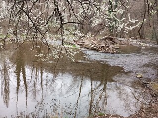 Spring on the river 4
