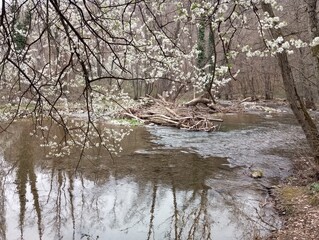 Spring on the river 5