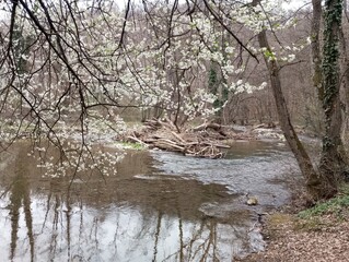 Spring on the river 3