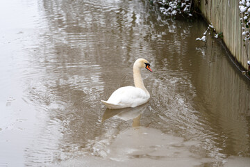 Swan in Serene Waters