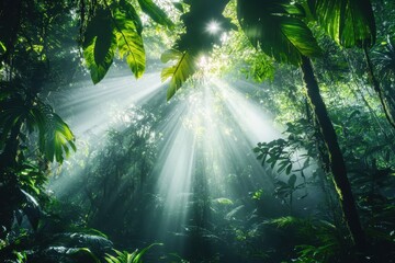 Obraz premium Sunlight filters through the lush canopy of a vibrant tropical jungle during midday, Jungle forest sunlight through canopy Wild tropical nature environment