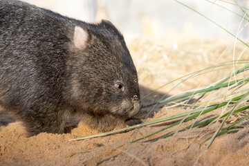 Wombat exploring grass