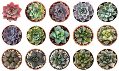 A Collection of Colorful Succulent Plants in Pot, Unique Shapes and Patterns for Home Decoration or Gardening Inspiration. Plant Nature Collection Set Isolated on Transparent Background