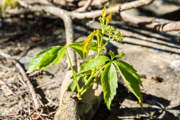 Virginia creeper Parthenocissus quinquefolia new leaves closeup in springtime