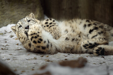 Portrait of Snow leopard in zoo