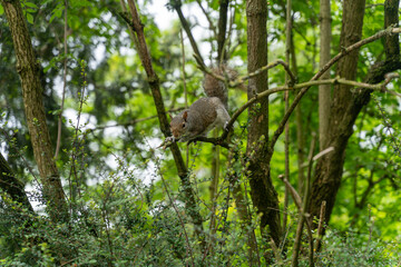 Squirrel in the Forest