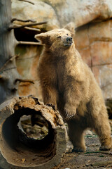 Portrait of Himalayan brown bear