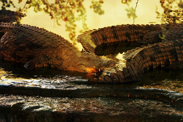 Nile crocodile (Crocodylus niloticus), three large crocodiles above a waterfall in the last rays of the sun. Large crocodiles in their natural habitat.