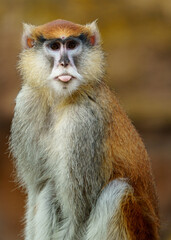 Portrait of Patas monkey in zoo