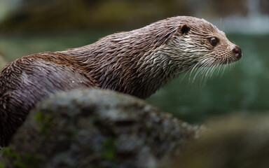 Portrait of Eurasian otter on stone