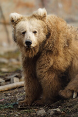 Portrait of Himalayan brown bear