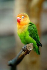Fischer's lovebird on branch in zoo