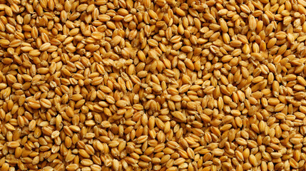 Dense background showcasing a uniform layer of golden wheat kernels a close up textural delight