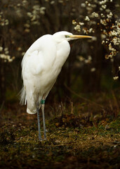 Portrait of Great egret in zoo