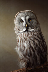 Great grey owl on branch
