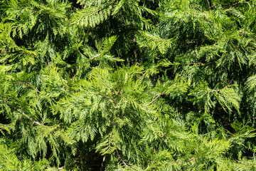 Green branches of Lawson's cypress tree close-up. Natural background