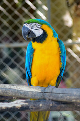 blue and yellow macaw