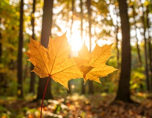 Obraz premium Autumn leaves in sunlit forest