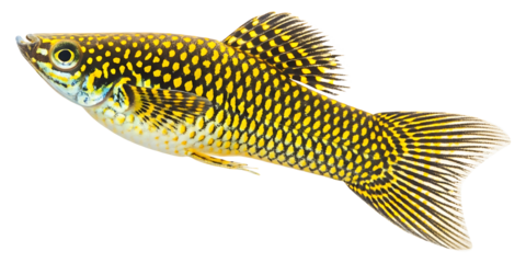 Explore the vibrant beauty of a gold dust molly tropical fish aquatic pet in stunning detail close up shot on transparent background