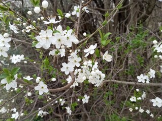 tree flowers 3