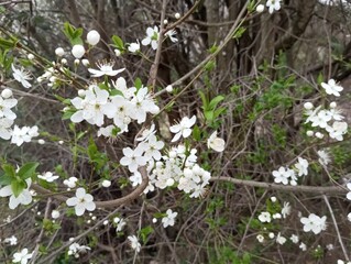 tree flowers