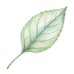 Minimalist Watercolor Leaf on White Background | Elegant Botanical Art